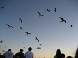 seagulls_following