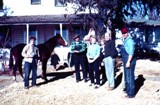 VolkersHorse59