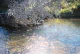 Critters hiding in the water
