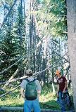 Trees.  Humm.